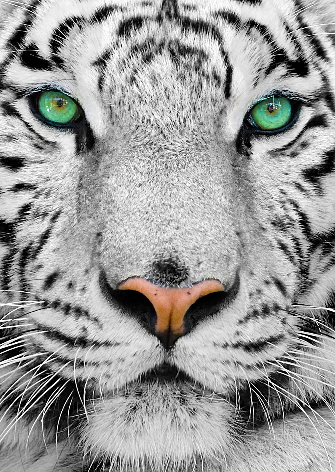 A Szibériai Fehér Tigris Enjoy 1000 darabos kirakó puzzle (EN - 1257) - puzzlegarden