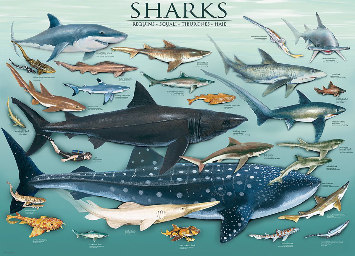 Cápák Eurographics 1000 darabos kirakó puzzle (EUR - 6000 - 0079) - puzzlegarden