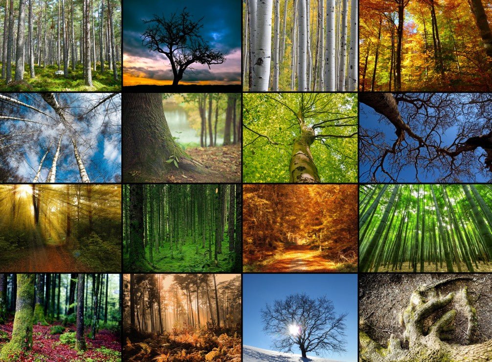 Fák Kollázs Grafika 2000 darabos kirakó puzzle (GR - F - 30066) - puzzlegarden