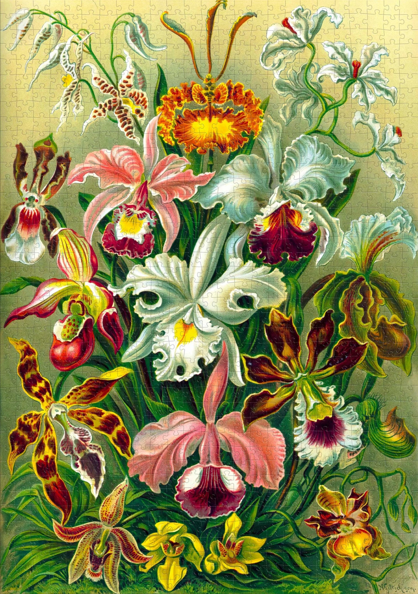 Imagination - Ernst Haeckel - Orchidea Good Loot 1000 darabos kirakó puzzle (GL - 5908305247531) - puzzlegarden