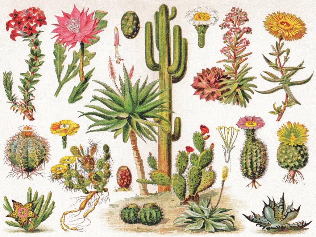 Kaktuszok New York Puzzle Company 1000 darabos kirakó puzzle (NYPC - NPZPD1833) - puzzlegarden