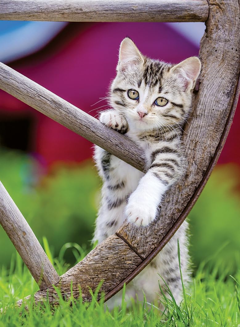 Kiscicák vidéken - 2x500 Ravensburger 500 darabos kirakó puzzle (RA - 12000232) - puzzlegarden