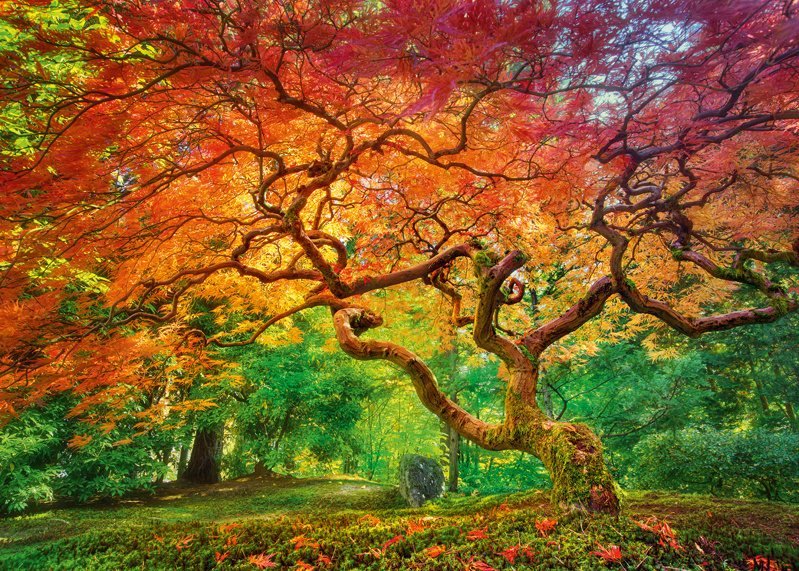 Őszi Lombok Cherry Pazzi 1000 darabos kirakó puzzle (CP - 30530) - puzzlegarden