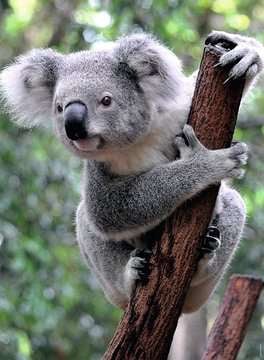 Panda és koala - 2x500 Ravensburger 500 darabos kirakó puzzle (RA - 12000241) - puzzlegarden