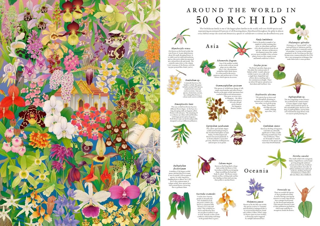 50 orchidea a világ körül Laurence King 1000 darabos kirakó puzzle (LK-9781399635813) - puzzlegarden