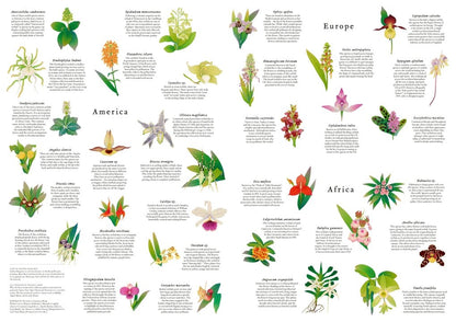 50 orchidea a világ körül Laurence King 1000 darabos kirakó puzzle (LK-9781399635813) - puzzlegarden