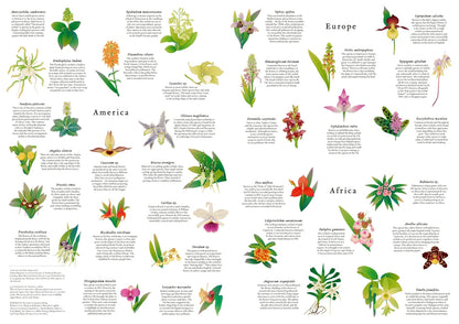 50 orchidea a világ körül