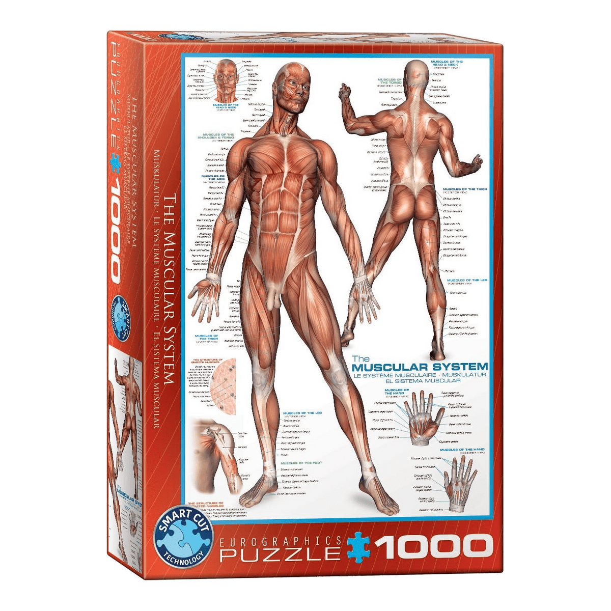 Az emberi izomzat Eurographics 1000 darabos kirakó puzzle (EUR-6000-2015) - puzzlegarden