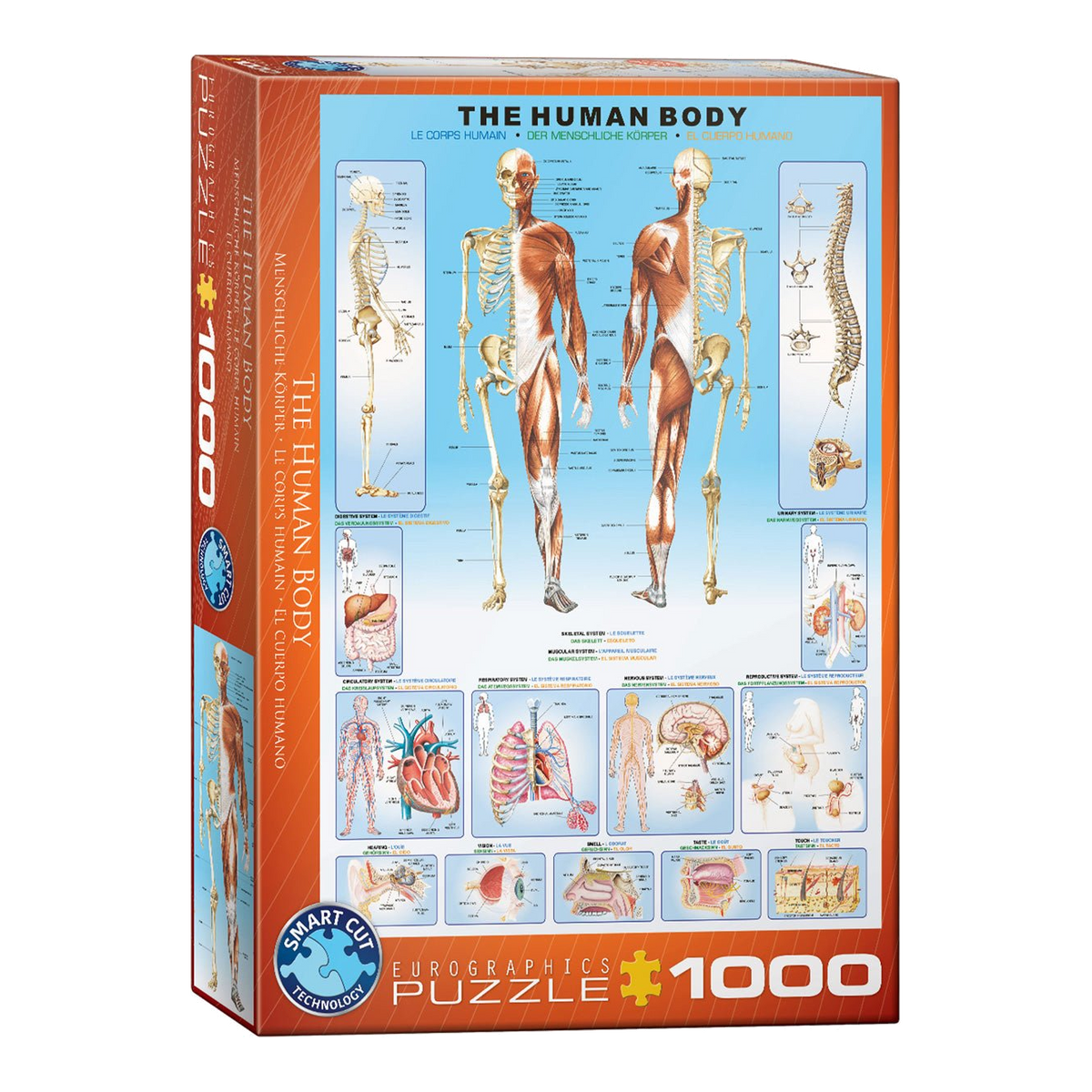 Az Emberi Test Eurographics 1000 darabos kirakó puzzle (EUR-6000-1000) - puzzlegarden