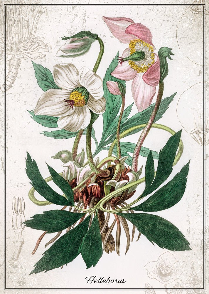 Botanika – Hunyor Interdruk 1000 darabos kirakó puzzle (ID-PUZ1000BHEL) - puzzlegarden