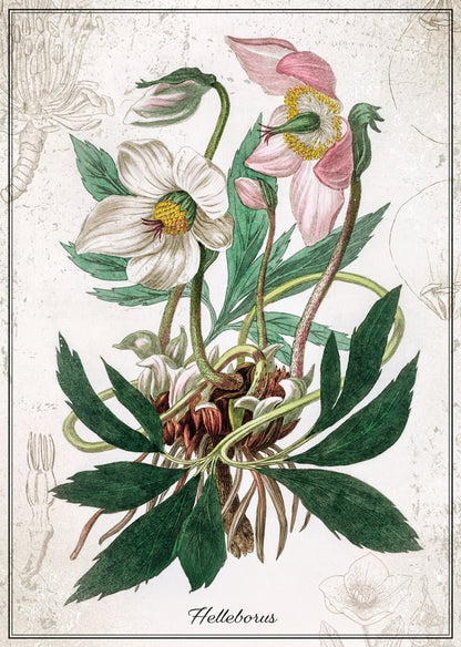 Botanika – Hunyor Interdruk 1000 darabos kirakó puzzle (ID-PUZ1000BHEL) - puzzlegarden