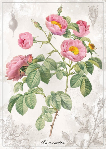 Botanika – Rózsa Interdruk 1000 darabos kirakó puzzle (ID-PUZ1000BROS) - puzzlegarden