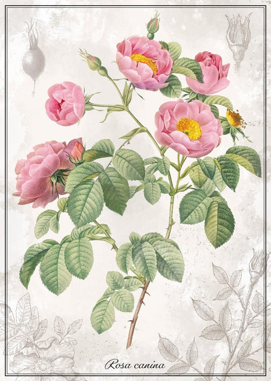 Botanika – Rózsa Interdruk 1000 darabos kirakó puzzle (ID-PUZ1000BROS) - puzzlegarden
