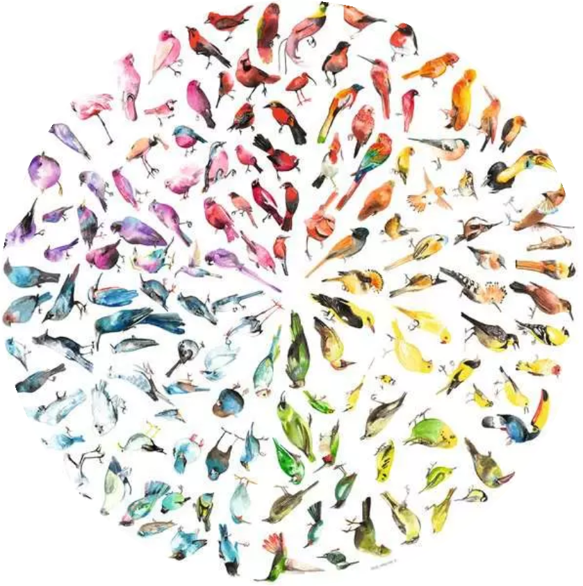 Circle of Colors – Madarak színköre – teljes kirakókép