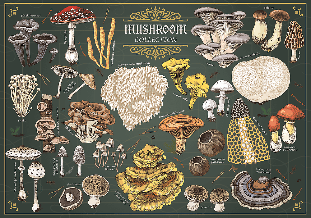 Finders Keepers – Gombák Trefl 500 darabos kirakó puzzle (TR-37608) - puzzlegarden