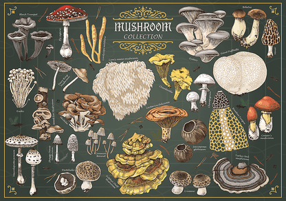 Finders Keepers – Gombák Trefl 500 darabos kirakó puzzle (TR-37608) - puzzlegarden