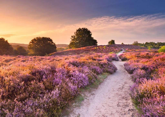 Gyönyörű Gyalogutak - Rózsaszín ösvény, Hollandia Ravensburger 1000 darabos kirakó puzzle (RA-12001763) - puzzlegarden