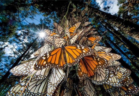 National Geographic Collection - Pillangók Clementoni 1000 darabos kirakó puzzle (CL-39732 8005125397327) - puzzlegarden