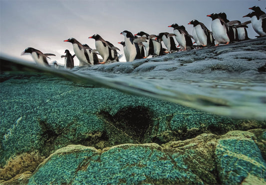 National Geographic Collection - Pingvinek Clementoni 1000 darabos kirakó puzzle (CL-39730 8005125397303) - puzzlegarden