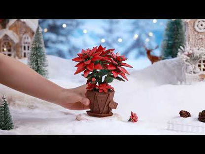 Rowood - Mikulásvirág