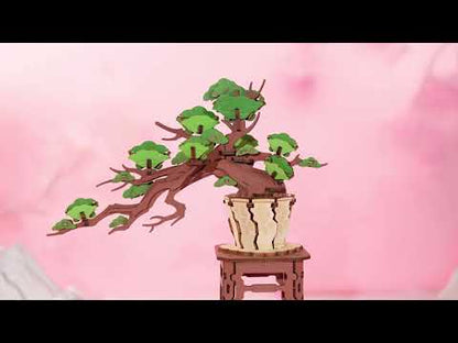 Rowood - Örökzöld fenyő bonsai