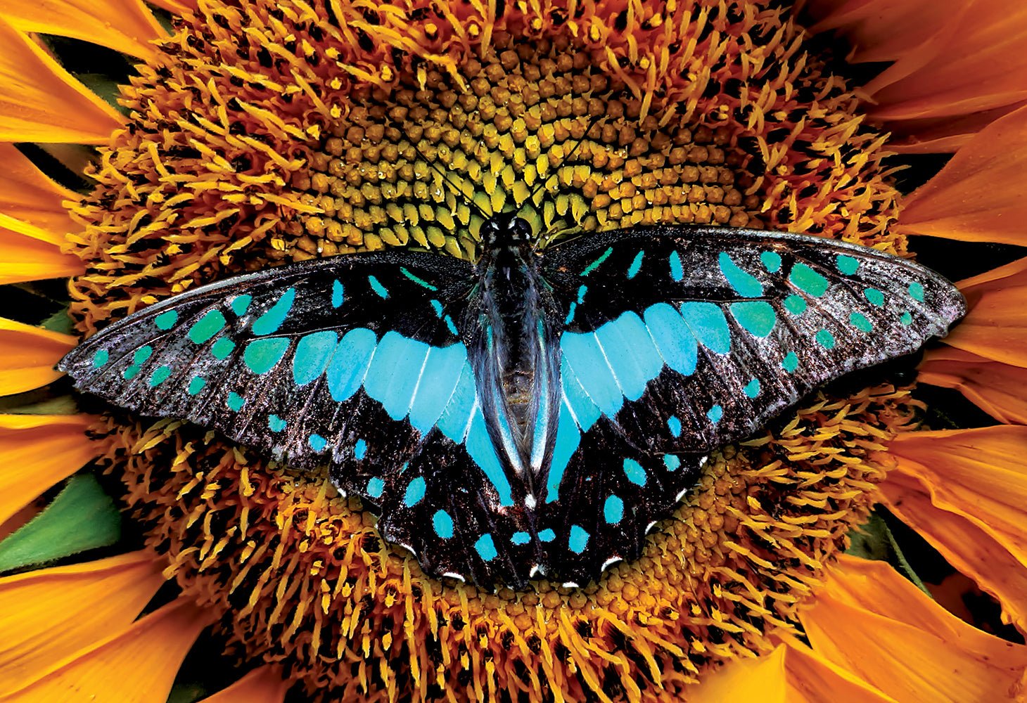 Színes természet 2 – Lepke Interdruk 250 darabos kirakó puzzle (ID-PUZ250CN2B) - puzzlegarden