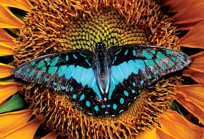 Színes természet 2 – Lepke Interdruk 250 darabos kirakó puzzle (ID-PUZ250CN2B) - puzzlegarden