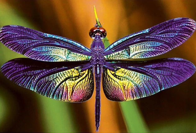 Színes természet 3 – Szitakötő Interdruk 250 darabos kirakó puzzle (ID-PUZ250CN3D) - puzzlegarden