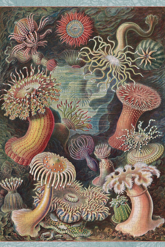 Tengeri anemónák Pomegranate 500 darabos kirakó puzzle (POM - AA993) - puzzlegarden
